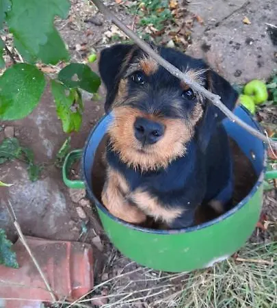 Golemi Kamik Vlasi פירוט