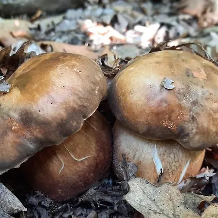 Golemi Kamik Vlasi דירה *