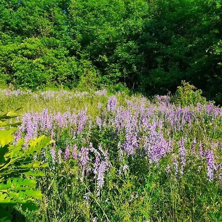 דירה Golemi Kamik Vlasi *