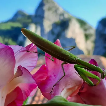 Golemi Kamik Vlasi * פירוט