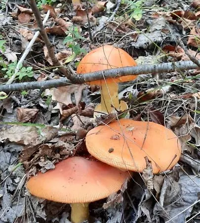 Golemi Kamik Vlasi דירה פירוט