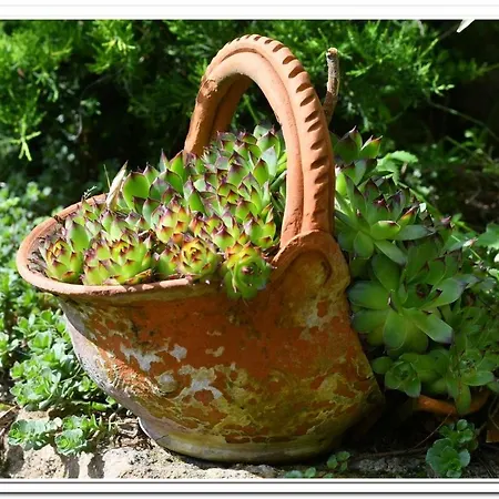 Golemi Kamik Vlasi *